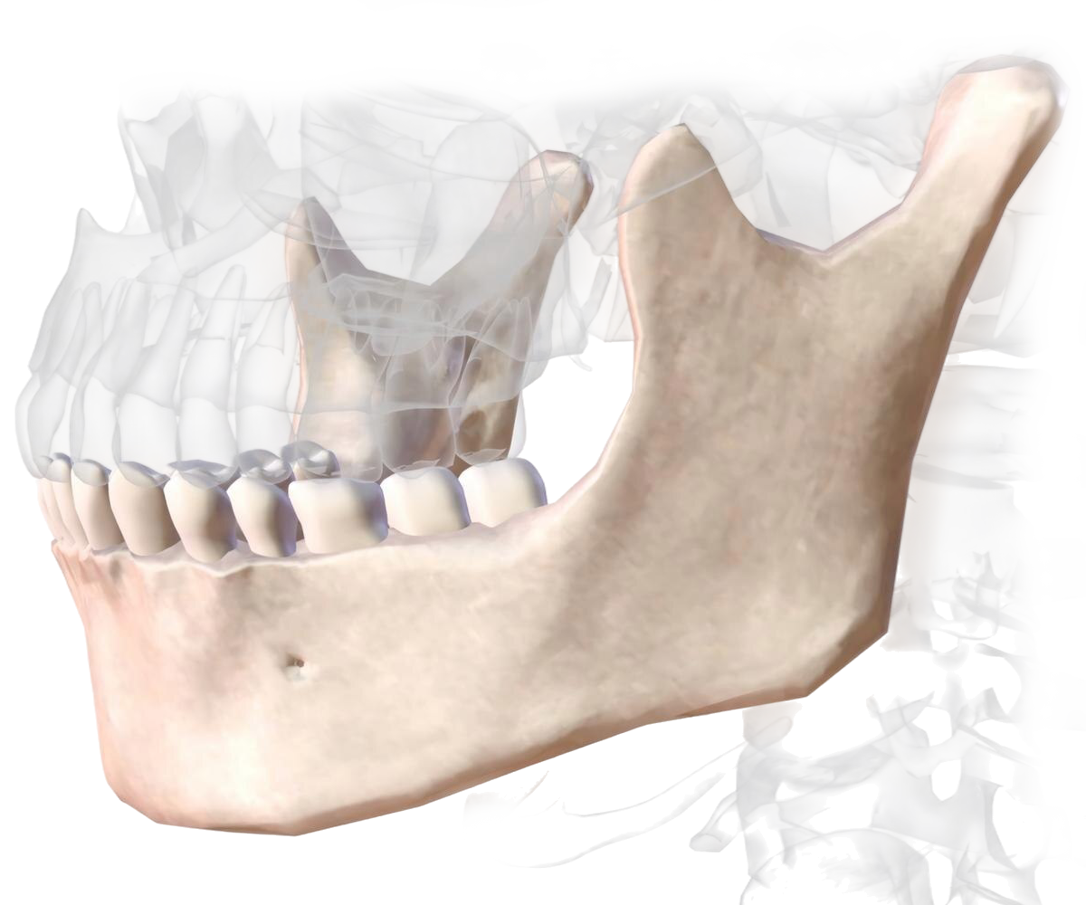 Гнатология